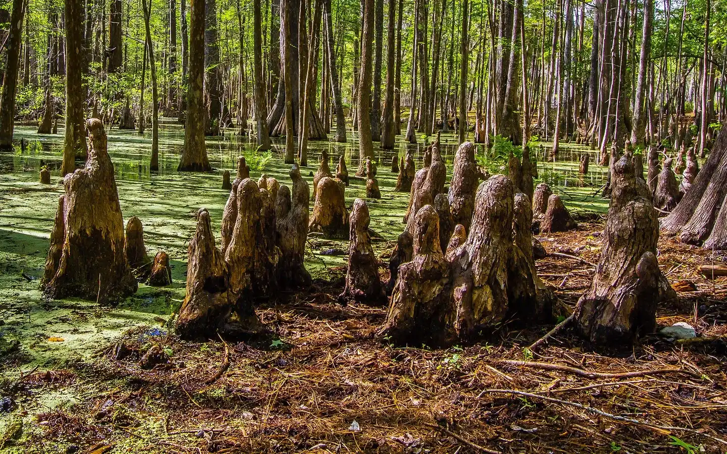 Wakulla County, Florida