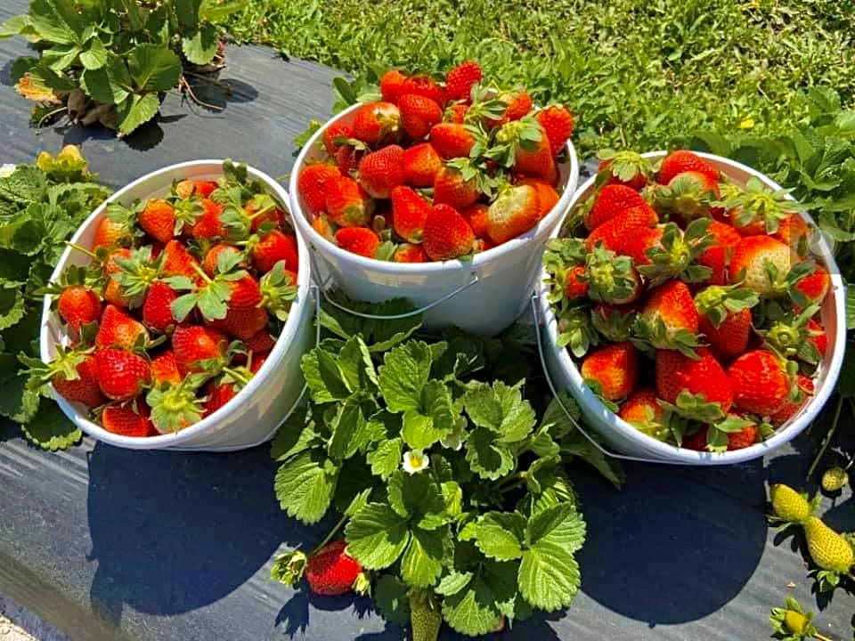 Bradford County strawberries, the crop that took the place of oranges, 2022.