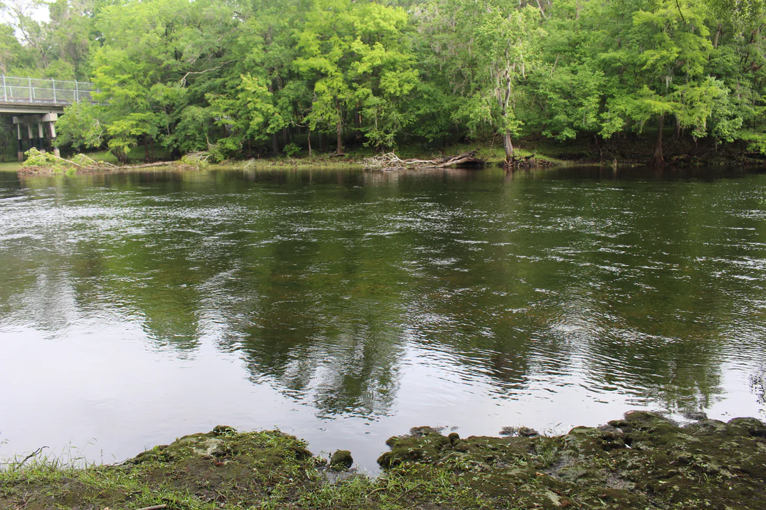 The Santa Fe River in Gilchrist County, downstream from the Bradford County swamp that feeds it, 2016.