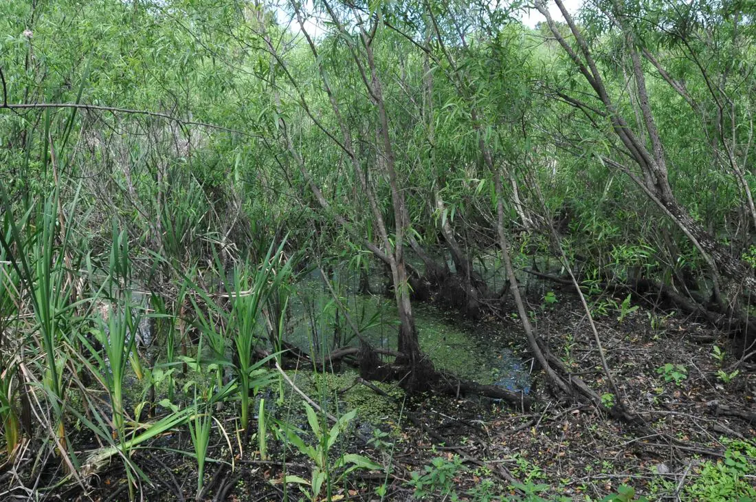 The Windover pond near Titusville, 2012.