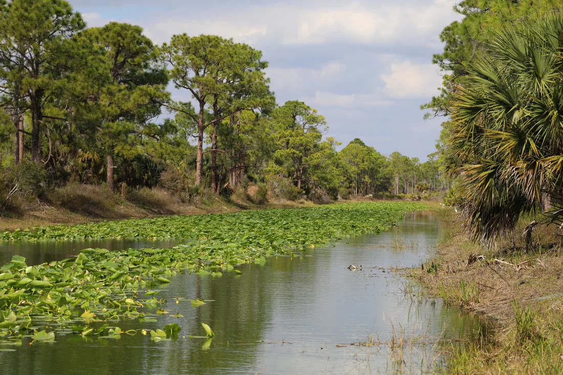 Water and woods at the Babcock-Webb Wildlife Management Area.