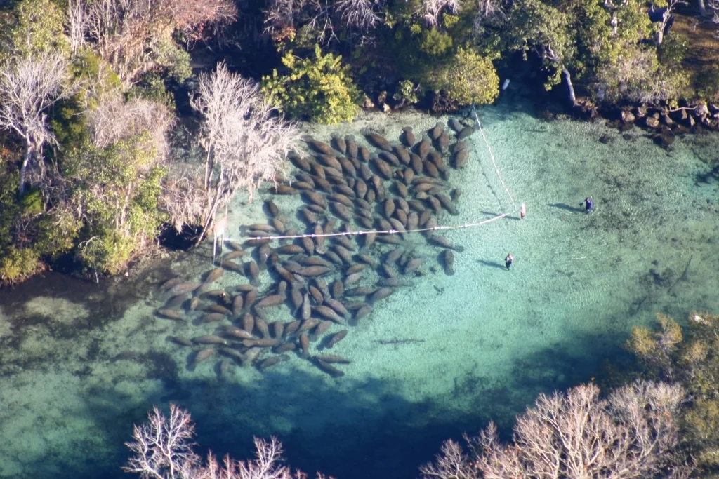 Manatees crowd the warm springs of the Crystal River National Wildlife Refuge, seen from above.
