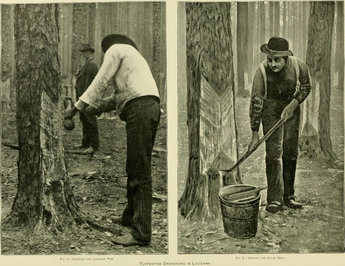 Turpentine work in 1896, cutting a cat face into a longleaf pine and dipping out the resin.
