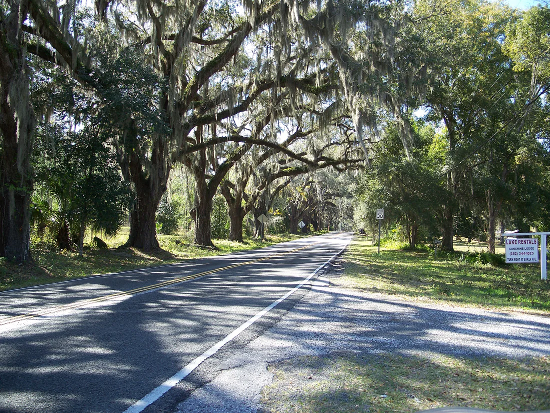 Oaks arch over Orange Avenue at the entrance to the Floral City Historic District, 2007.