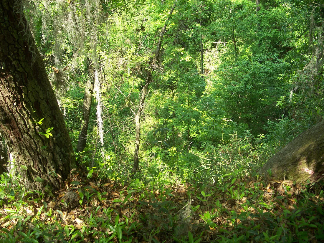 The ravine at Mike Roess Gold Head Branch State Park.