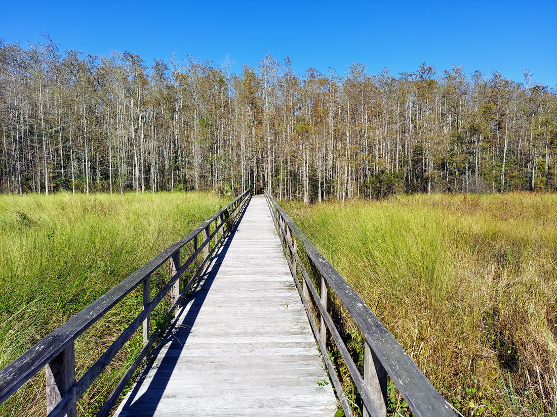 The boardwalk at Corkscrew Swamp Sanctuary, 2021.