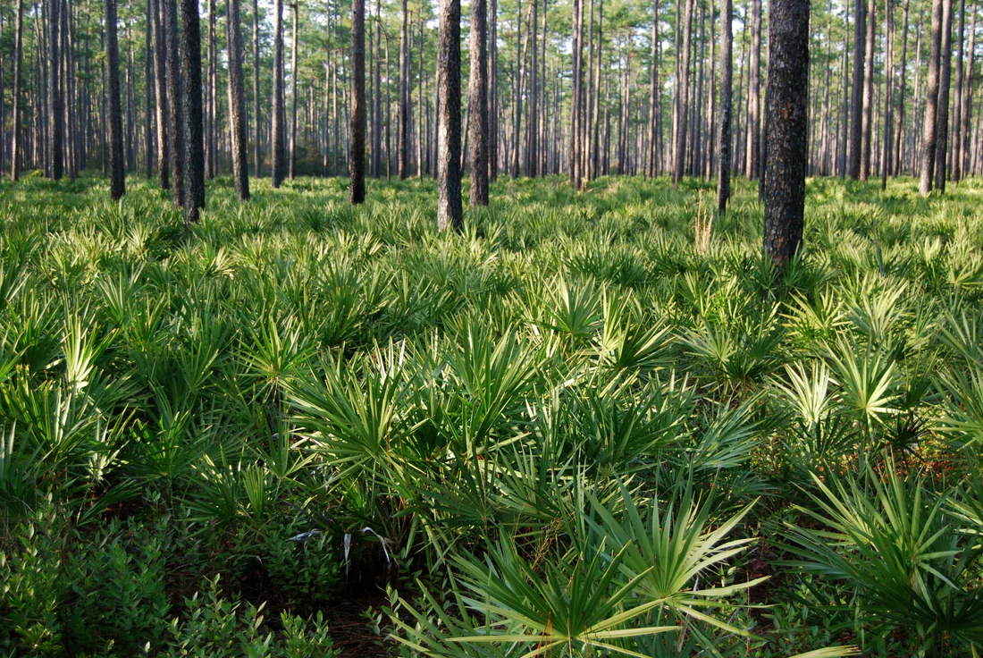 Longleaf pines over saw palmetto in the Osceola National Forest, 2010.