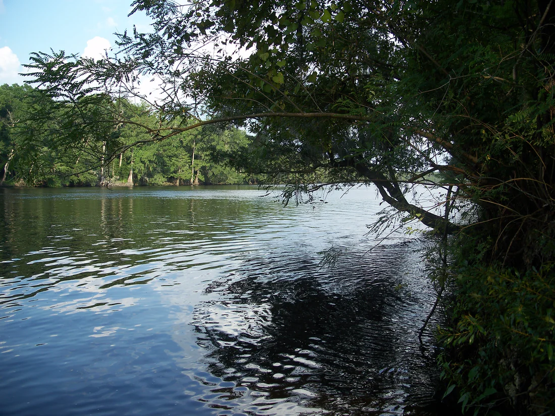 The Suwannee River near the old railroad trestle at Old Town, 2010.