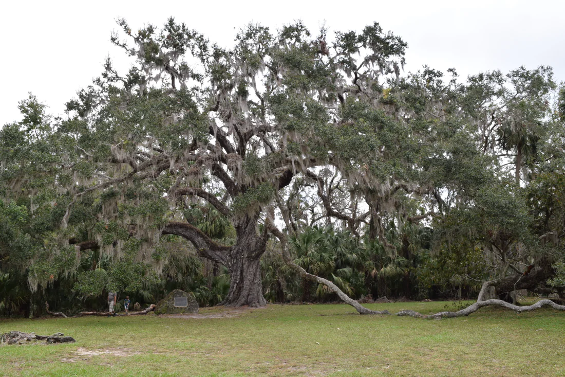 The Fairchild Oak, a huge live oak in Bulow Creek State Park.