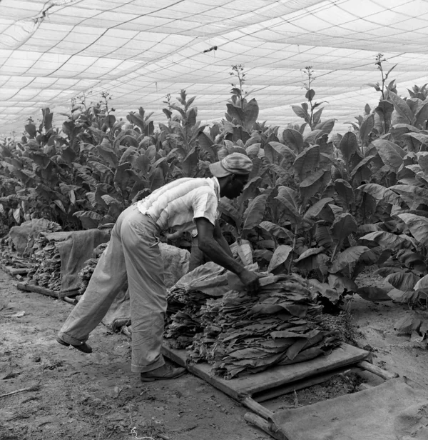 A worker harvests shade tobacco for the Florida Cigar Company in Quincy, 1959.