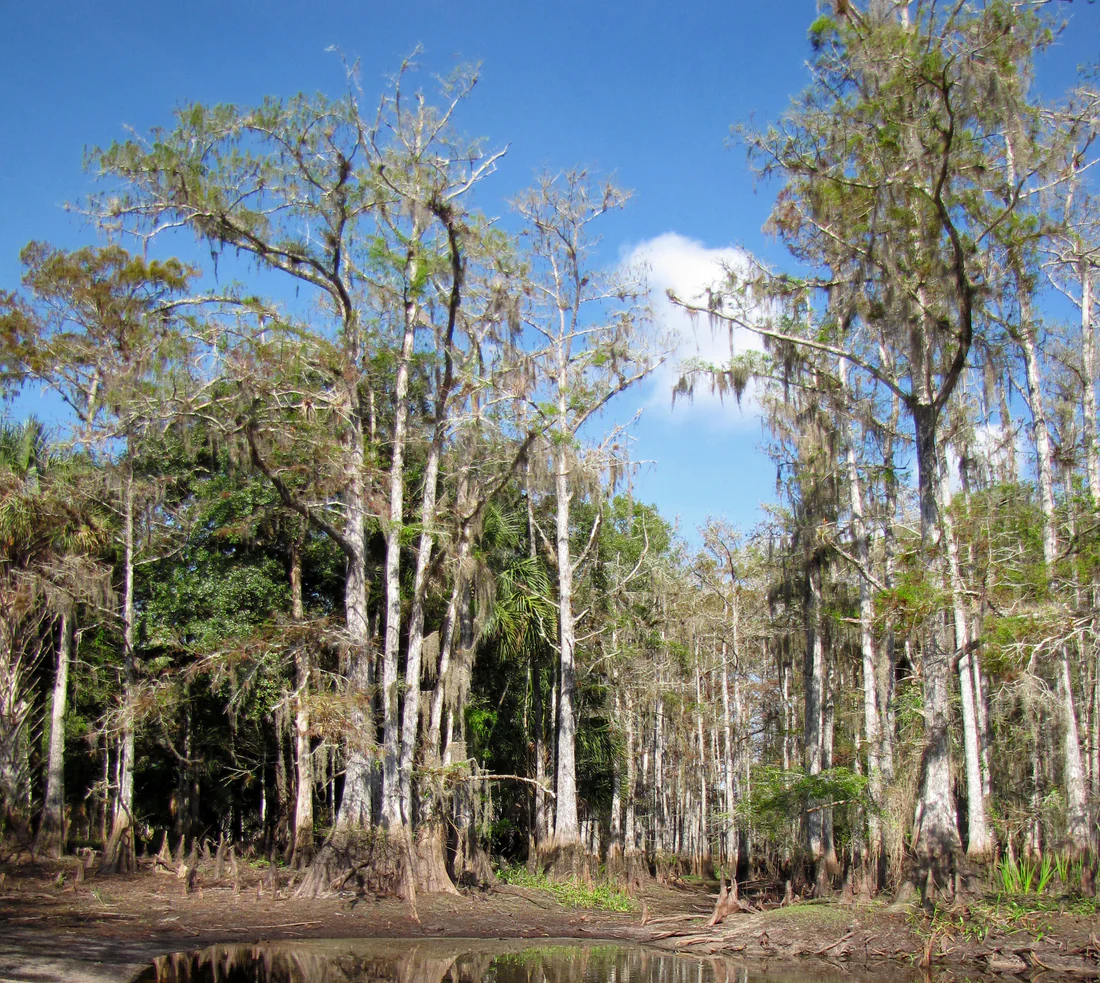 Bald cypress trees at Rock Lake on Fisheating Creek, where people have lived for 2,500 years or more.