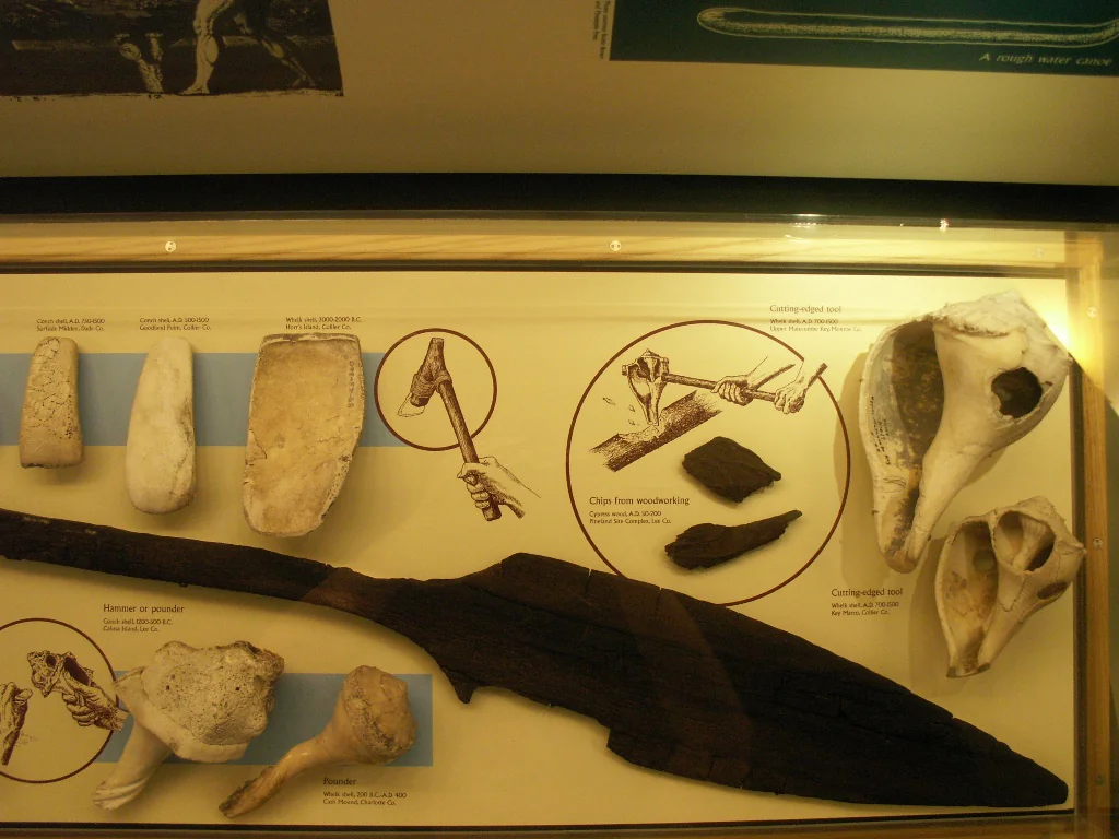 A Calusa canoe paddle and shell tools from Key Marco, at the Florida Museum of Natural History.