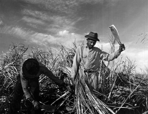 Jamaican workers cutting sugarcane at Clewiston in 1947.