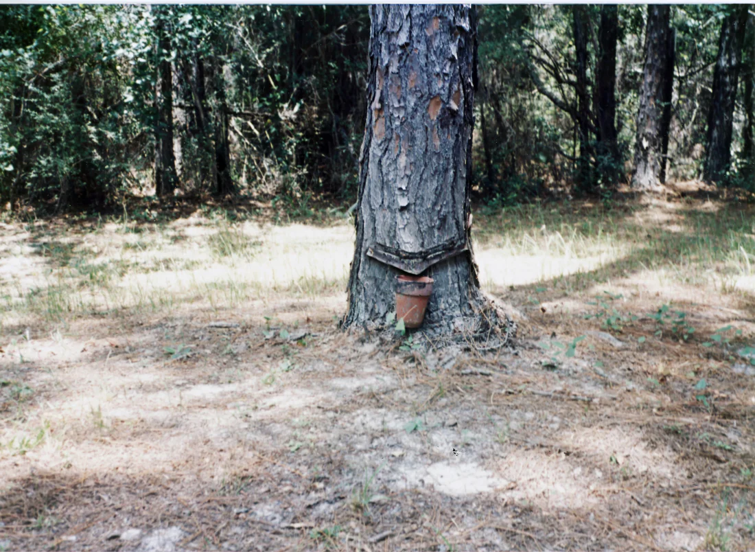 A pine tree with a metal wedge and a Herty turpentine cup for catching resin, 2021.