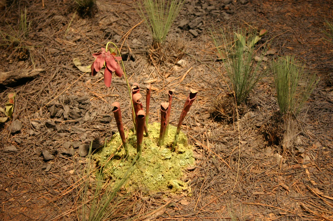 Red pitcher plants growing wild among pine needles in a savanna.