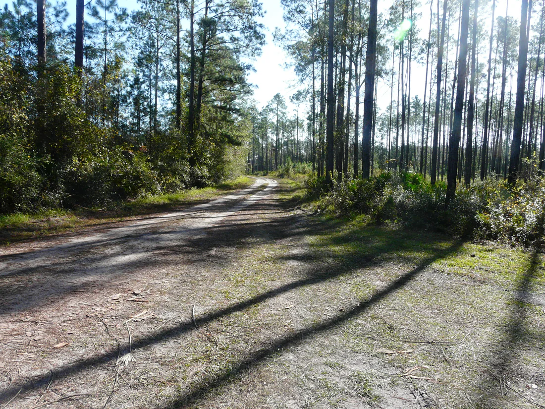 Boundary Road through the pine woods of the Aucilla Wildlife Management Area, 2020.