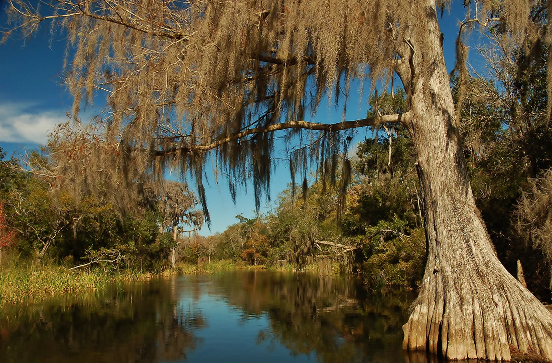 A baldcypress hung with moss on the Wacissa River.