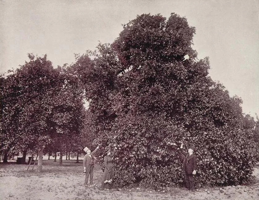 An orange grove near Palatka, about 1893.
