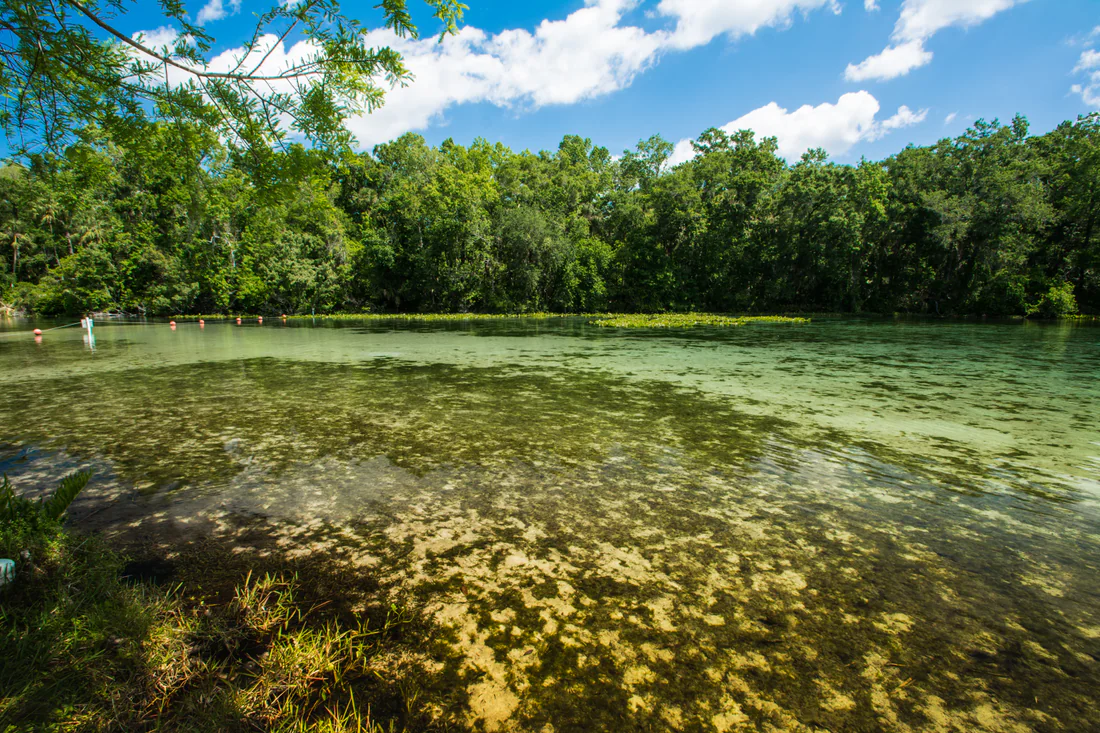 Alexander Springs in the Ocala National Forest.
