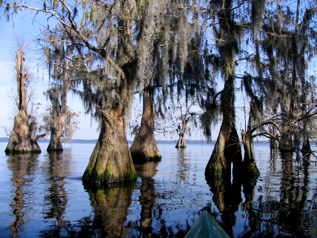 Cypress trees in Lake Louisa, Clermont.