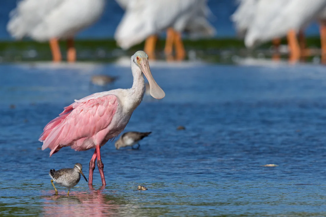 A roseate spoonbill at the J.N. "Ding" Darling National Wildlife Refuge.