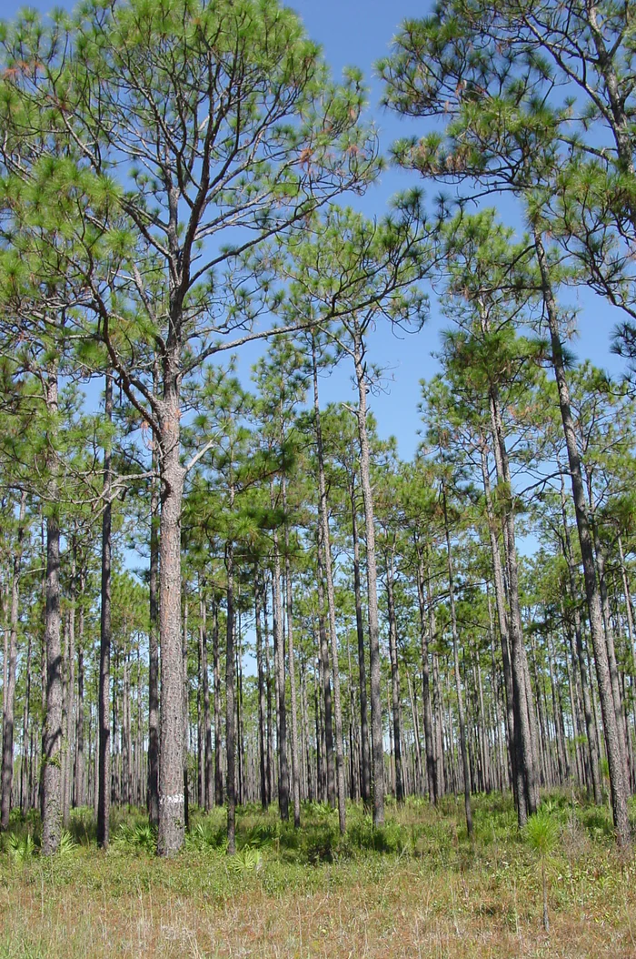 Tall longleaf pine woods in the Apalachicola National Forest.