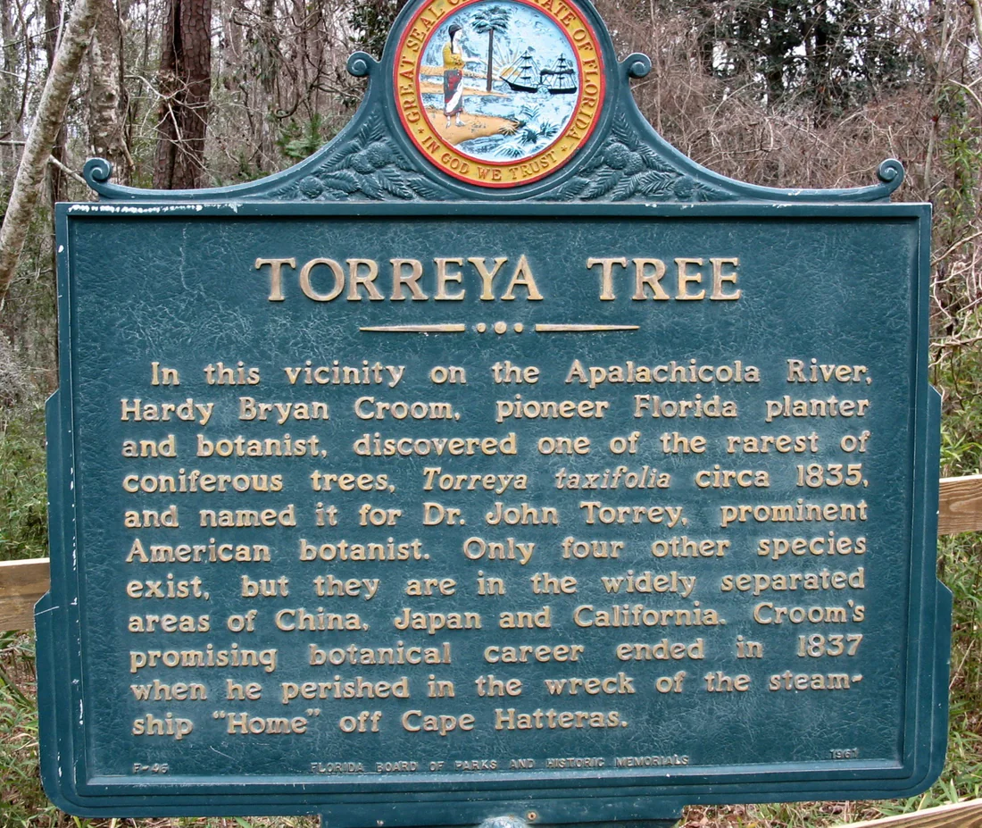 The Torreya Tree marker in Torreya State Park, telling how Hardy Bryan Croom found the tree.