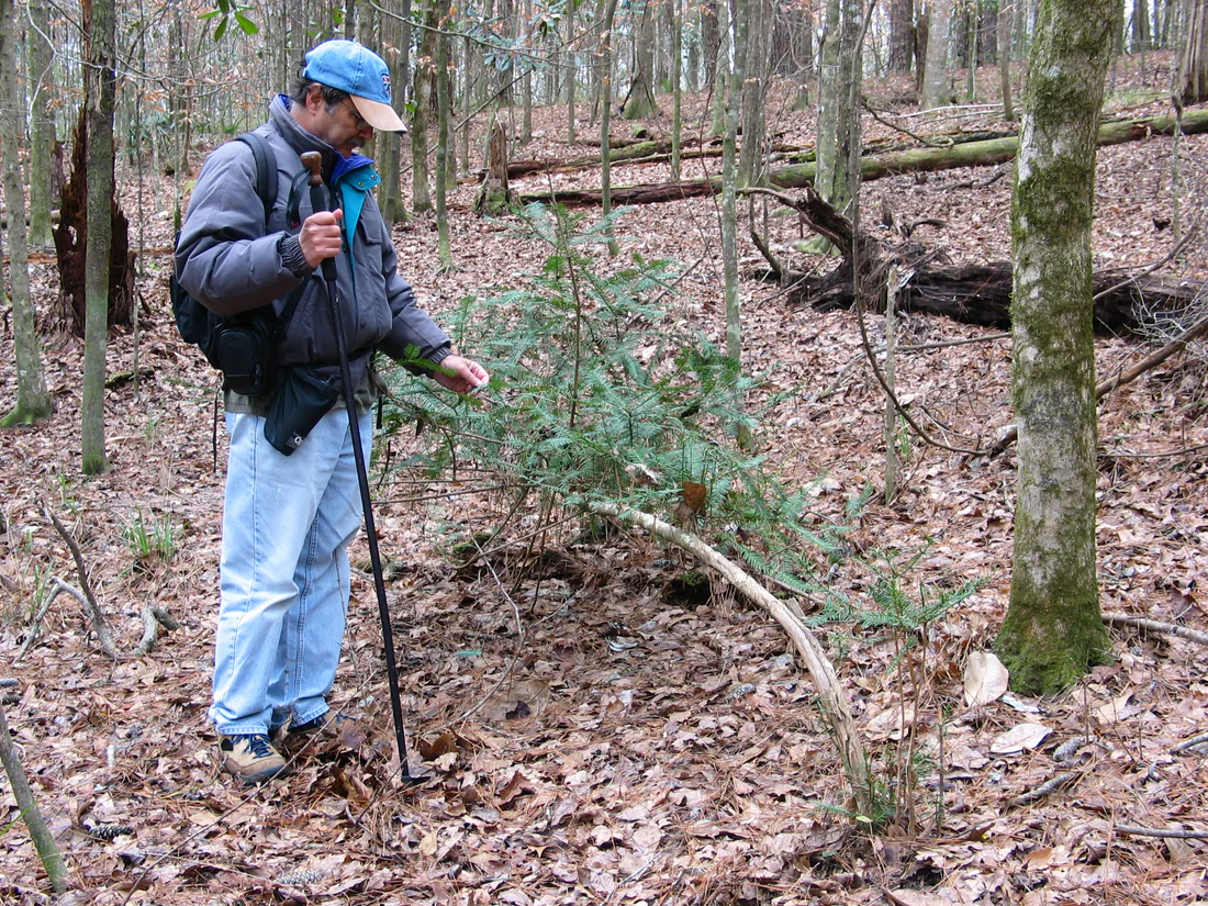 A young Florida torreya leaning in Torreya State Park, 2004.