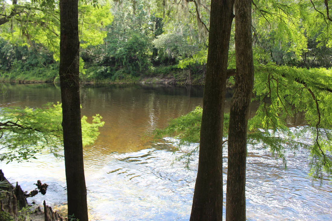 The Withlacoochee River at Madison Blue Spring State Park, where old stone tools lie under the water.
