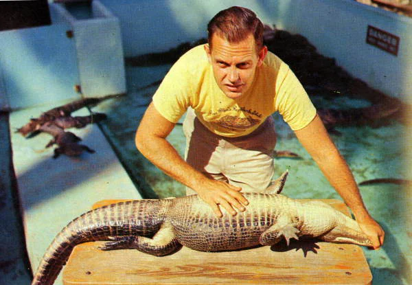 A handler calms an alligator at the Ross Allen Reptile Institute in Silver Springs.