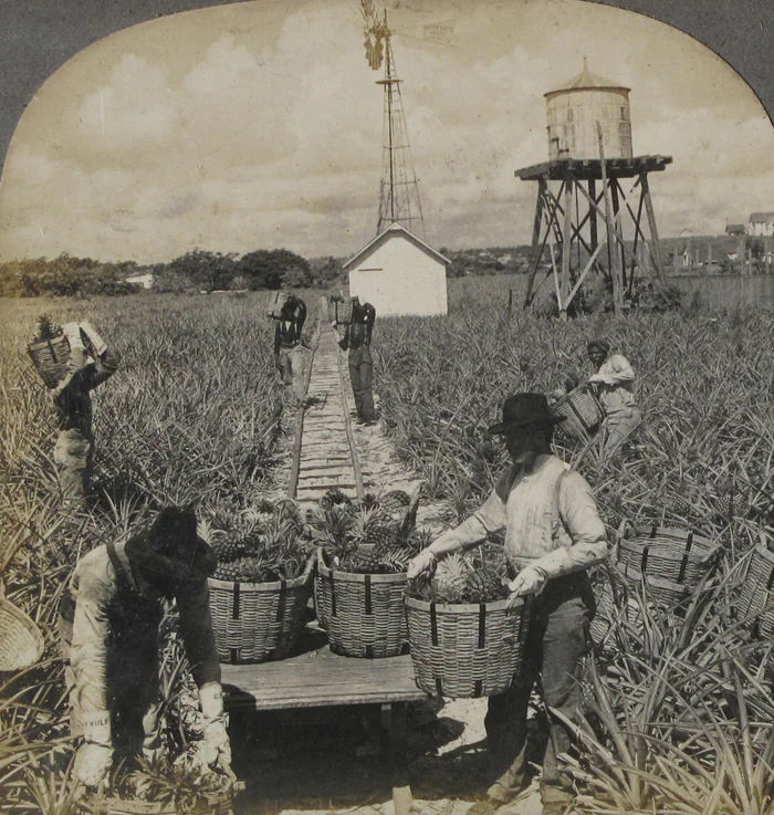 Workers harvesting Indian River pineapples in a Florida field, 1904.