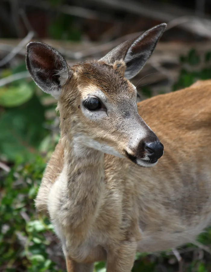 A male Key deer, the animal the National Key Deer Refuge was set up to protect in 1957.