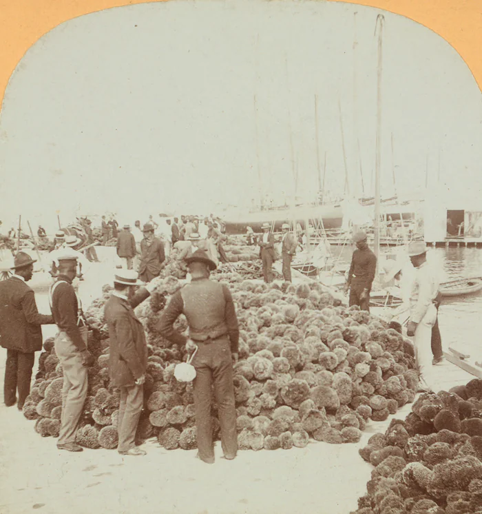 Men at the sponge market on Key West harbor, from an old stereo view.