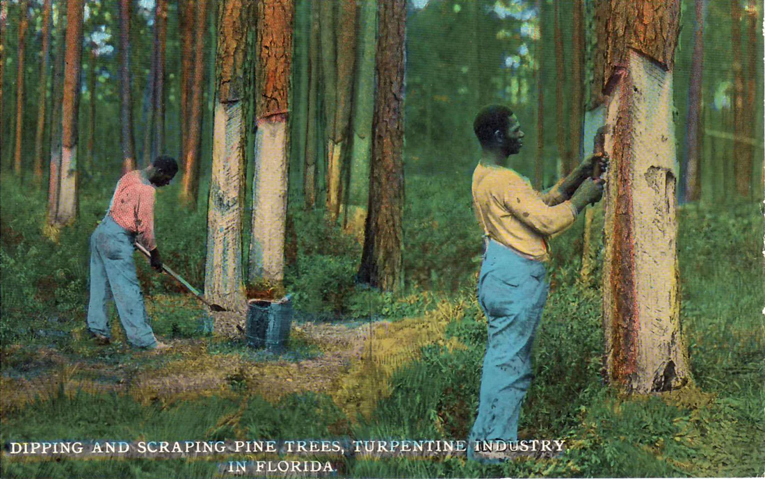 Turpentine workers in a Florida pine forest, on a postcard from 1912.