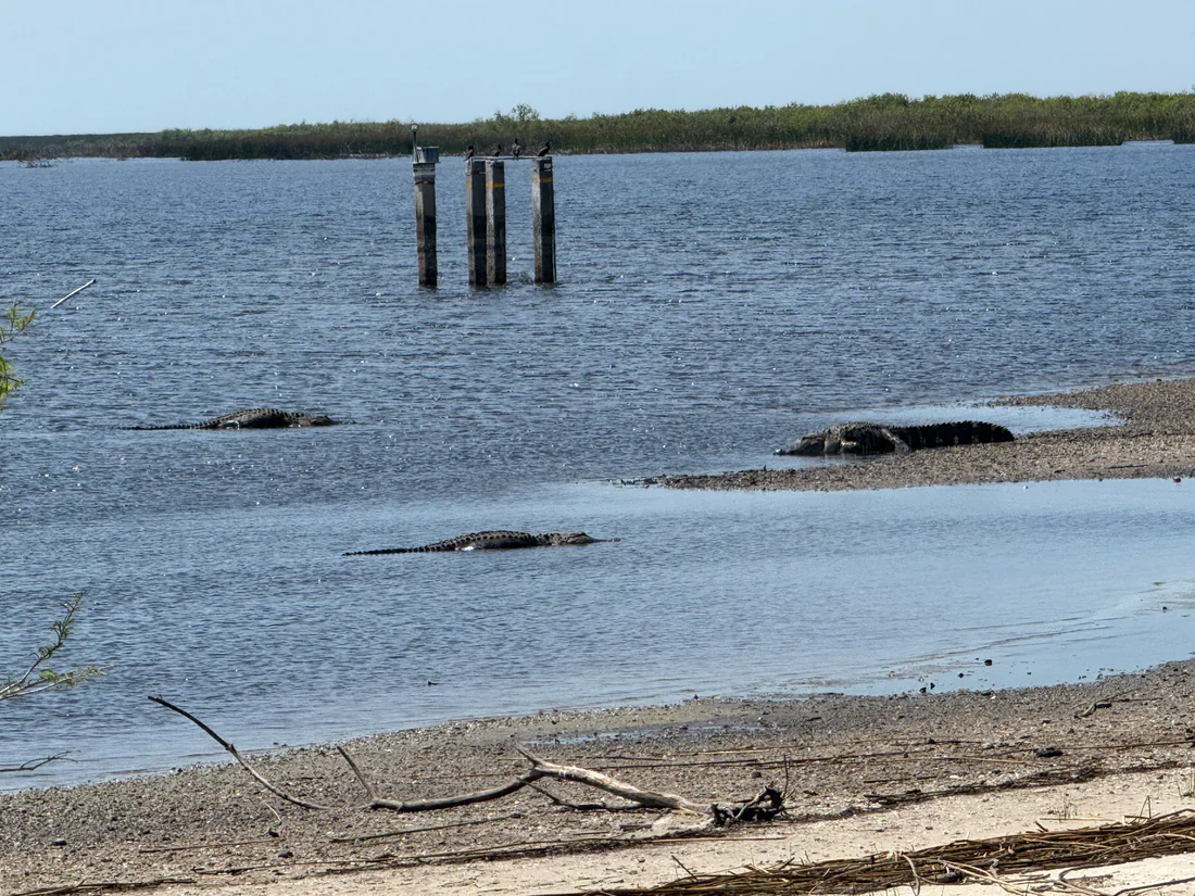 Alligators resting in Lake Okeechobee, seen from Lake Okeechobee Park in Okeechobee, 2025.