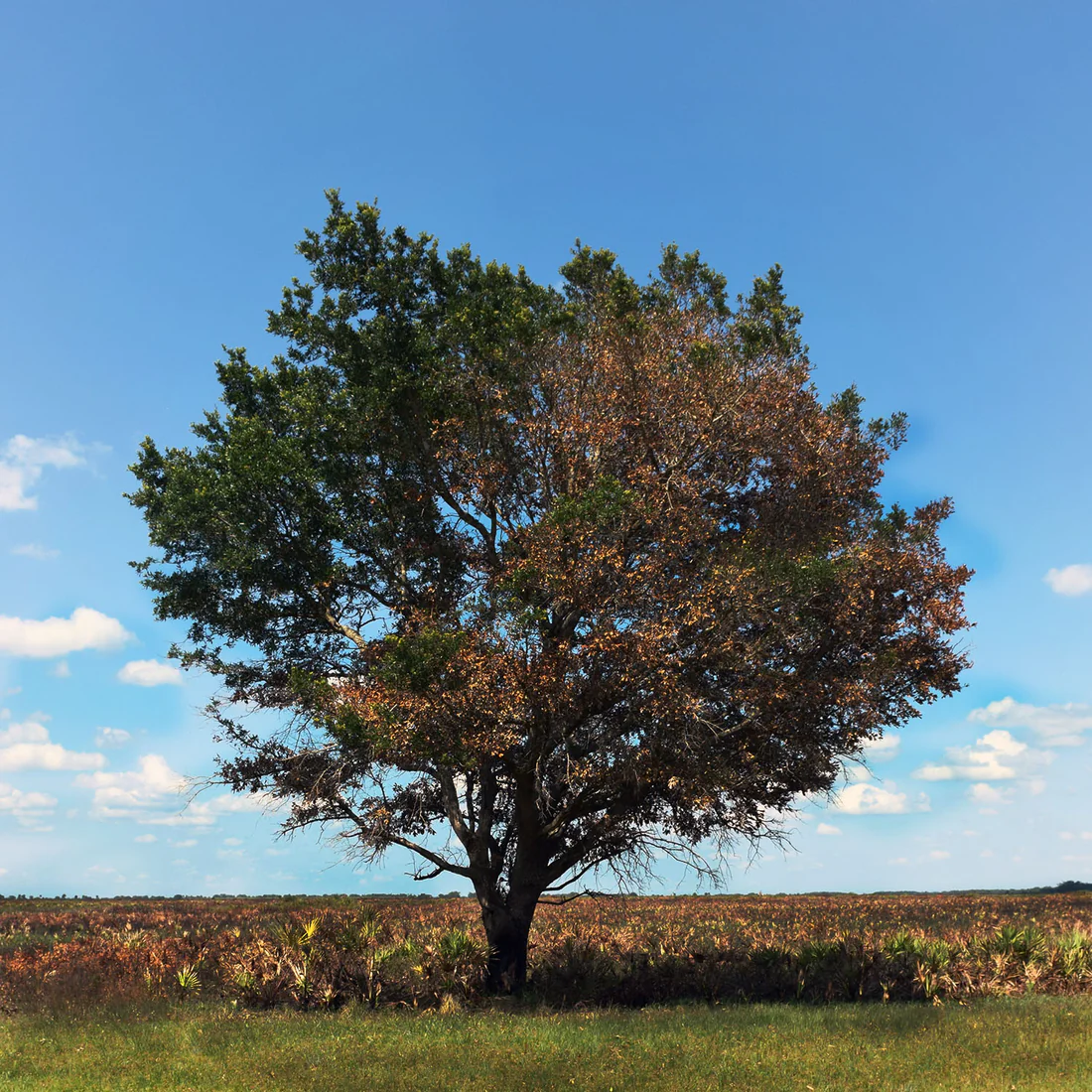 An oak tree on the open prairie at Kissimmee Prairie Preserve State Park, 2015.