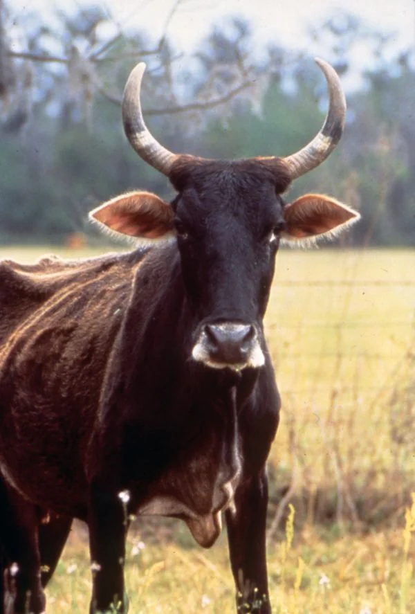 Long-horned Florida cracker cattle, 1980s.