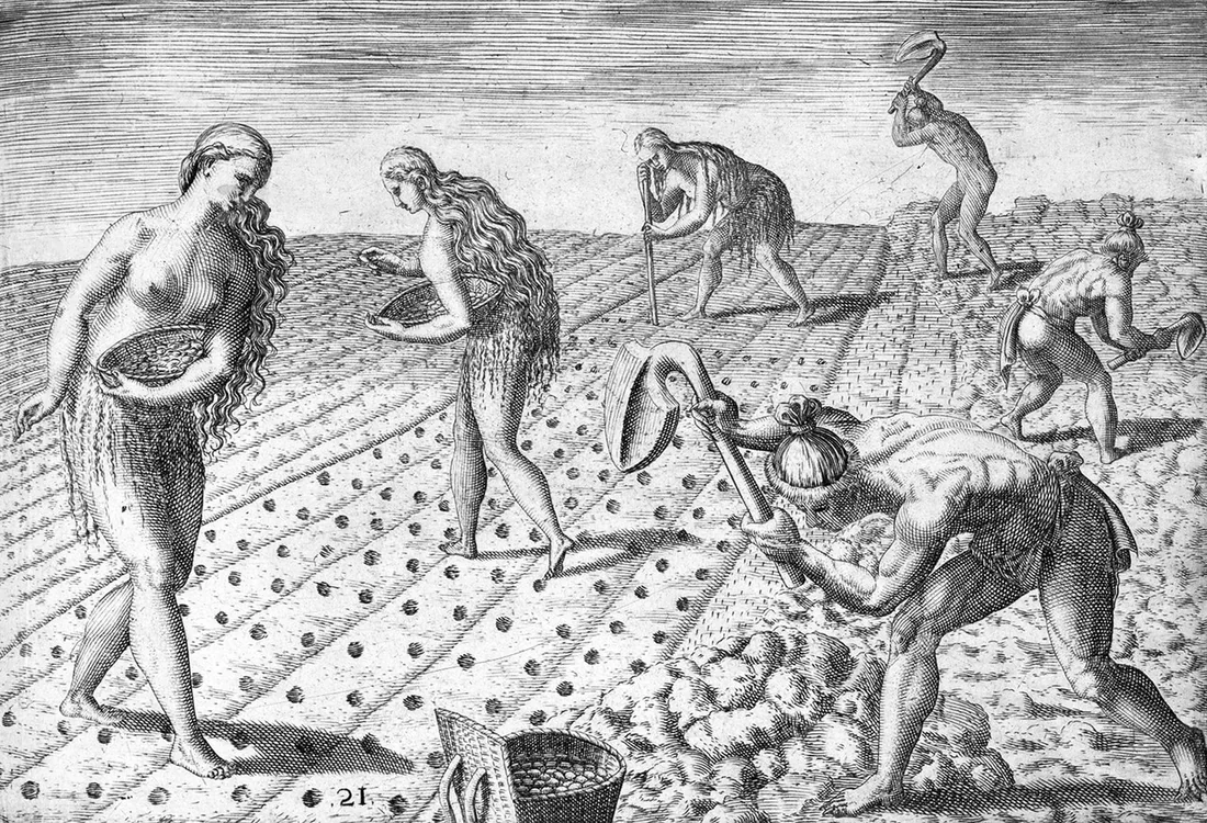 Florida Indians planting beans or maize, in a 1591 engraving by Theodor de Bry after Jacques Le Moyne.