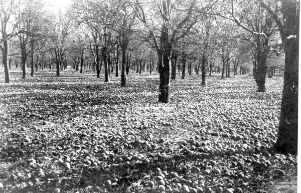 An orange grove near Bartow damaged by the cold, 1894.