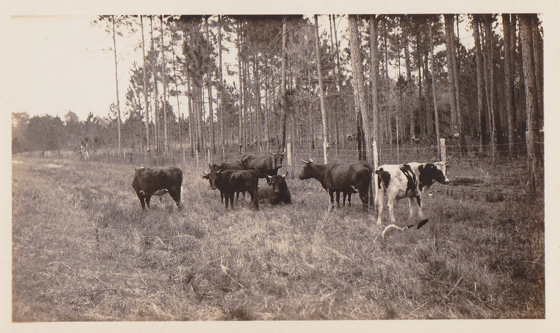 Cracker cattle on a road outside Gainesville, 1929 or 1930.