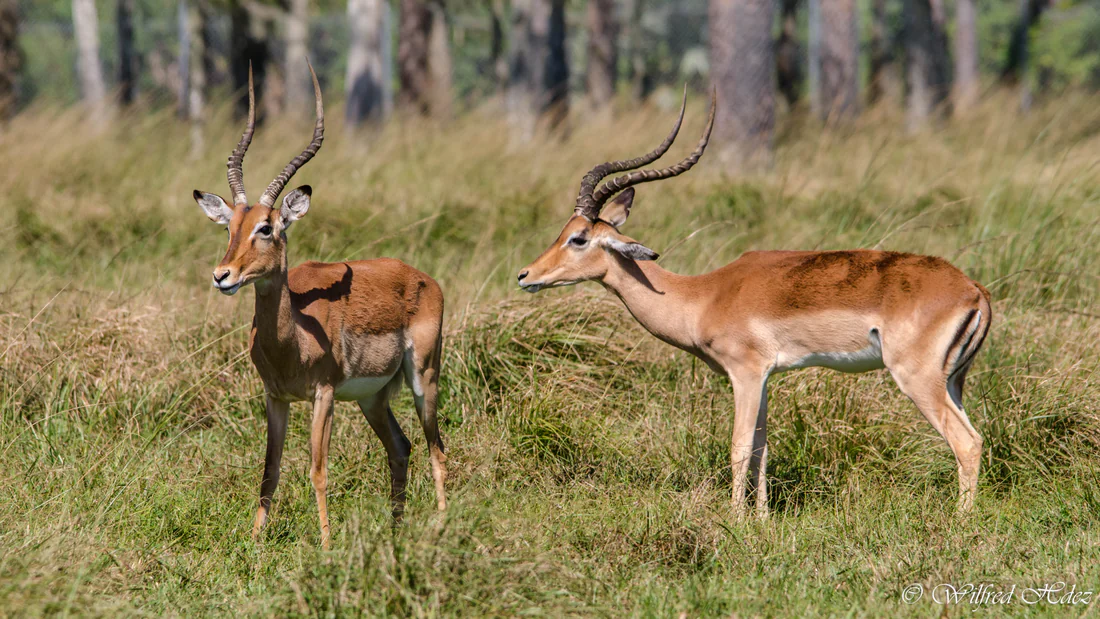 Animals at Lion Country Safari.