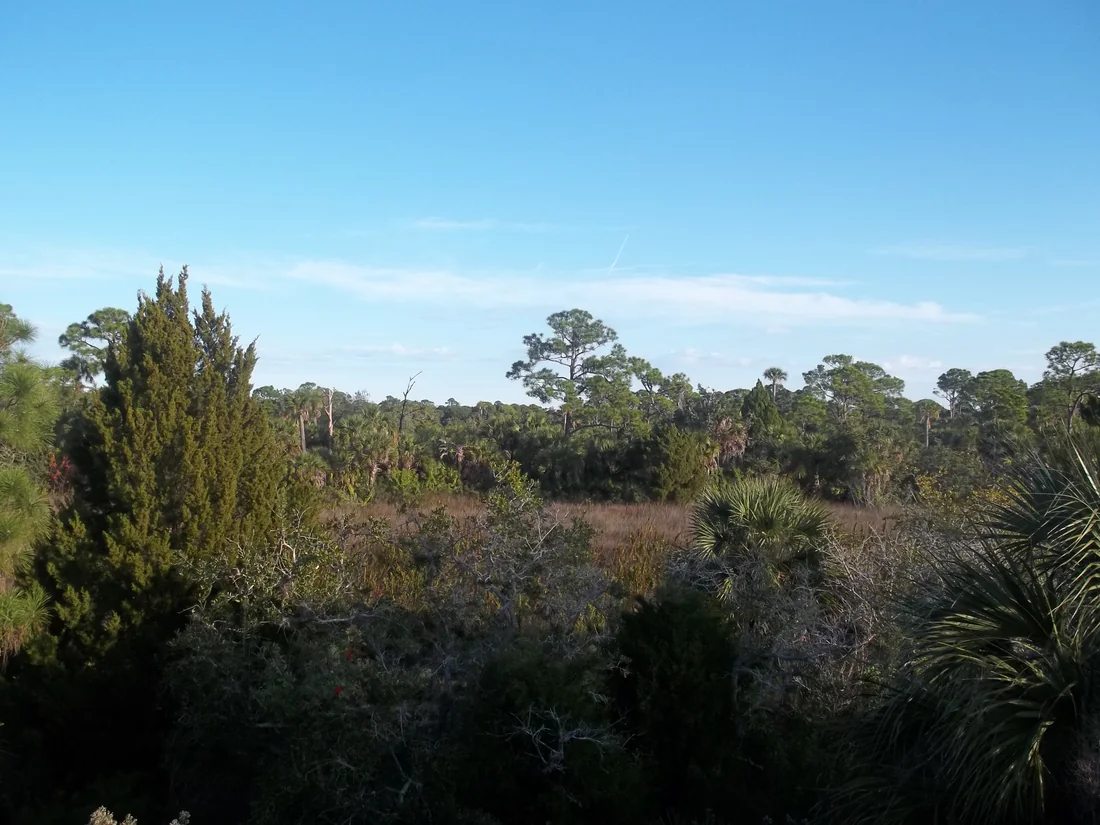 Salt marsh at Werner-Boyce Salt Springs State Park.