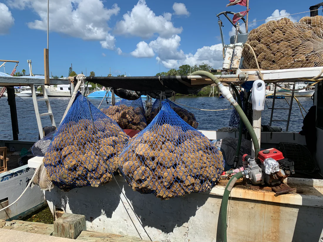 Sponges on a boat at the Tarpon Springs sponge docks.