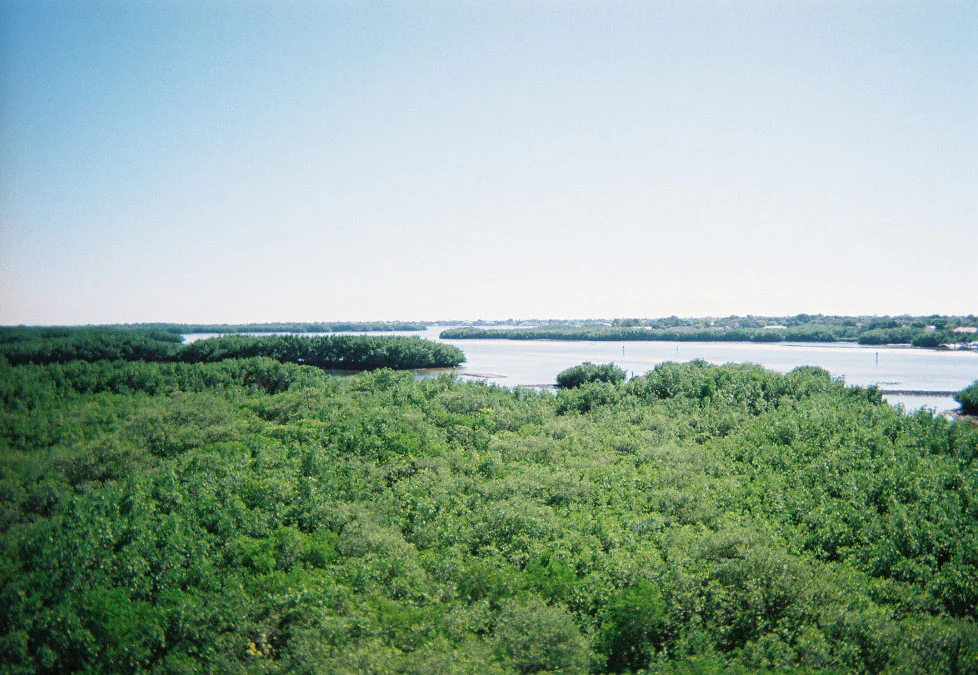 Mangroves and water at Weedon Island.