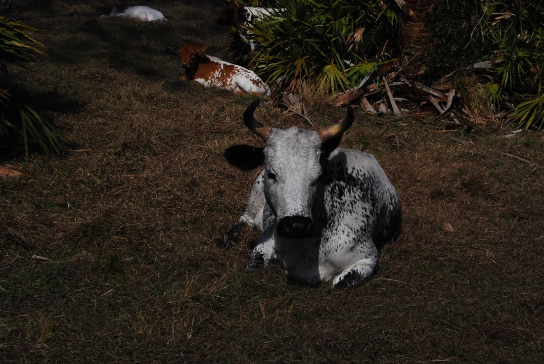 Florida cracker cattle, 2009.