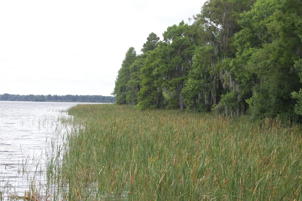 Lake Hancock, seen from Circle B Bar Reserve, 2014.