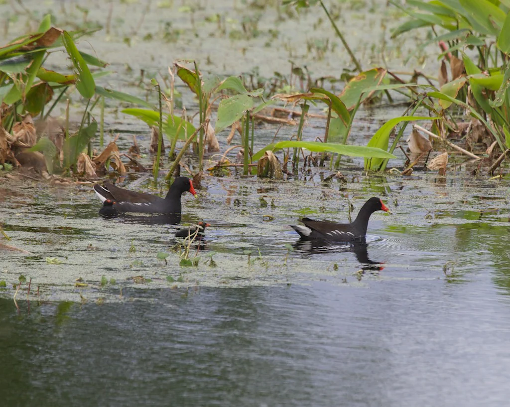 Common gallinules in the marsh at Circle B Bar Reserve.