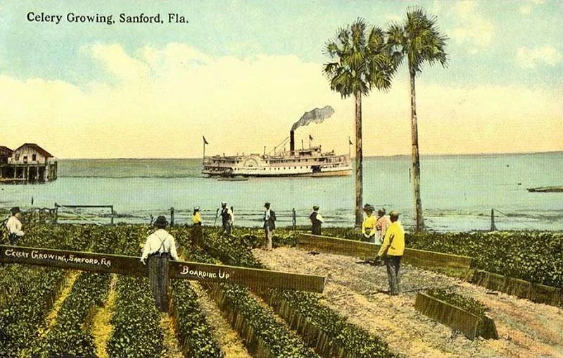 Celery growing at Sanford, with Lake Monroe behind, on a postcard from about 1912.