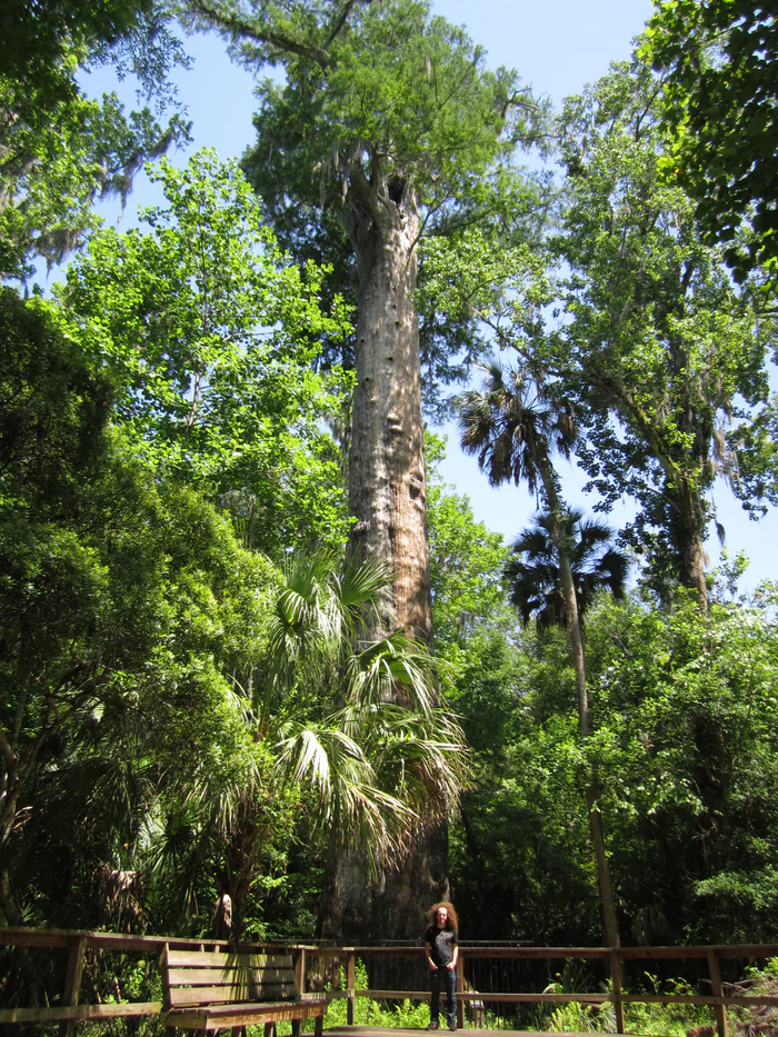The Senator, the giant bald cypress at Big Tree Park in Longwood, in 2011.