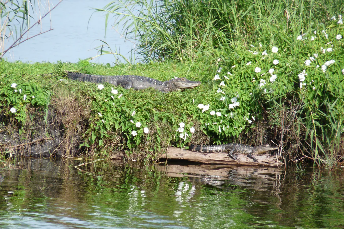 Alligators in Lake Jesup near Oviedo.
